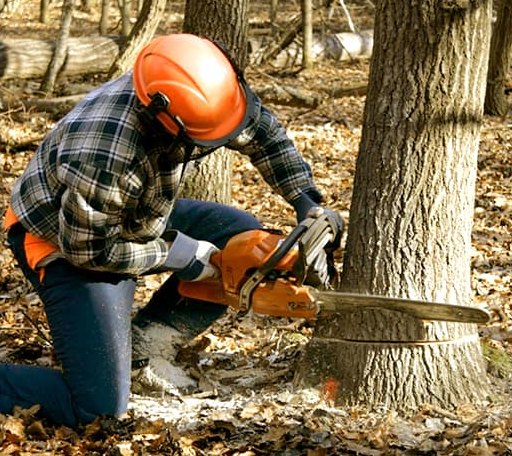 Tree Removal in Lockhart, AL
